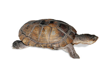 Obraz premium Pelomedusa subrufa (African helmeted turtle) closeup on isolated background, African helmeted turtle (Pelomedusa subrufa) on white background