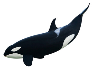 Obraz premium Side Profile of Swimming Orca with Distinct Black and White Markings, Isolated on Transparent Background