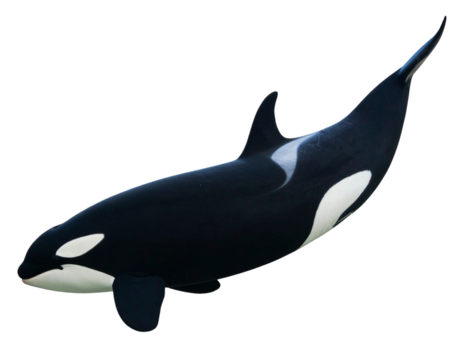 Side Profile of Swimming Orca with Distinct Black and White Markings, Isolated on Transparent Background - Powered by Adobe