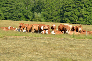Weiderinder im Sommer