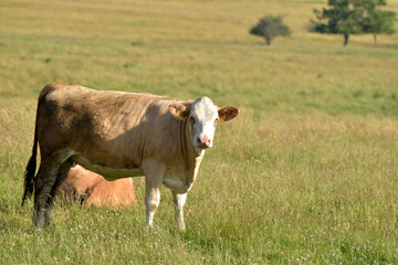 Weiderinder im Sommer