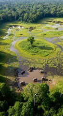 Aerial view of Mbeli Bai, swampy forest clearing in Nature reserve in Mayama, Congo
