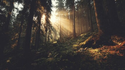 Fototapeta premium Sunlight streams through a dense forest.