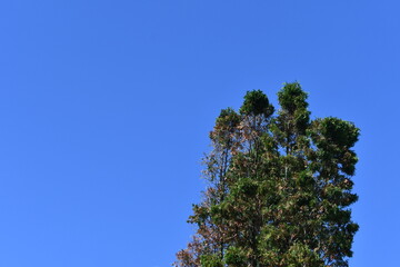 pine tree against blue sky