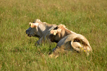 Weiderinder im Sommer