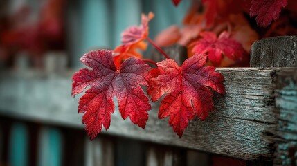 Vibrant crimson leaves cling to weathered wood