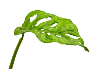 Monstera obliqua leaves, Tropical foliage  isolated on white background, with clipping path © DEWINs