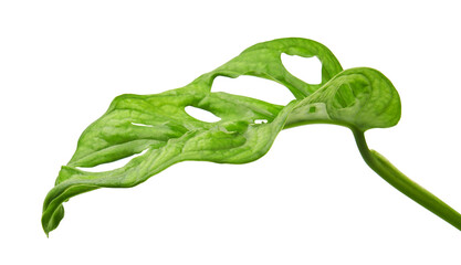 Monstera obliqua leaves, Tropical foliage  isolated on white background, with clipping path