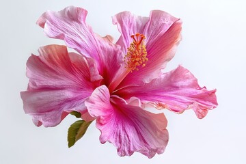 Vibrant pink hibiscus flower in full bloom showcasing its intricate petals and delicate stamen in a bright setting of natural light
