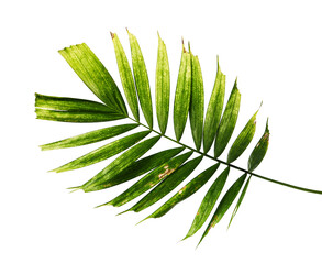 Macarthur palm leaves or (Ptychosperma macarthurii), Tropical foliage isolated on white background with clipping path