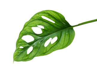 Monstera obliqua leaves, Tropical foliage  isolated on white background, with clipping path © DEWINs