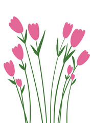 pink tulip flowers