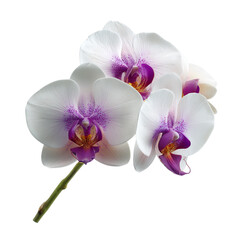 White orchid with pink and purple accents isolated on transparent background