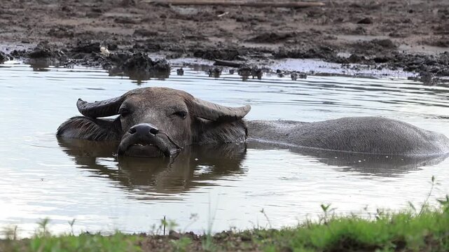 Close-up of a contented buffalo enjoying a cool mud bath.