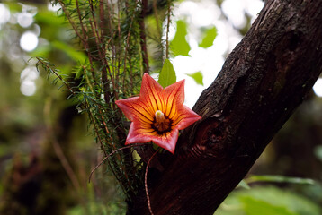 Die Kanaren-Glockenblume (Canarina canariensis) zeigt sich in voller Bl&uuml;te mit ihrer auffallend orange-roten, sternf&ouml;rmigen Bl&uuml;te.