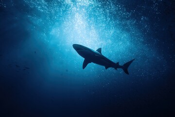 Fototapeta premium Swimming shark gliding gracefully through the deep blue ocean waters during a quiet underwater moment