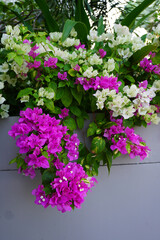 Bougainvillea flowers, selective focus. Beautiful Bougainvillea flowers or Paper Flower