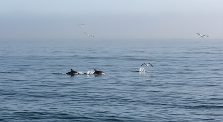 Fototapeta premium Dolphins swimming in calm ocean waters