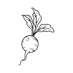 fresh radish with leaves outline drawing