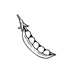 fresh pea pod with peas outline drawing