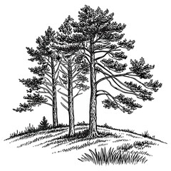 Hand-Drawn Pine Trees on Hill – Black and White Forest Ink Illustration