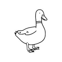 simple drawing of a domestic duck
