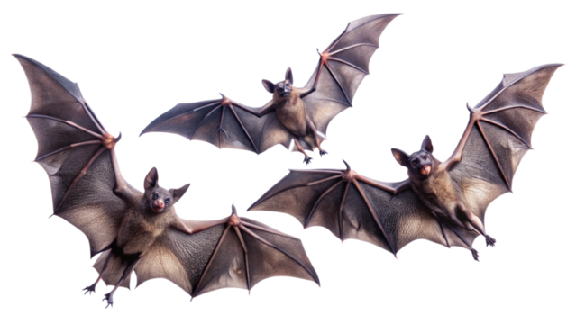 flying-black-bats--------isolated-on-white-background.