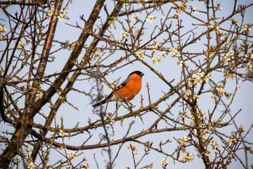 a bird robin perching on a branch