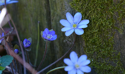 Ein Leberblümchen (Hepatica nobilis) mit zarten, blauen bis violetten Blüten wächst am moosbewachsenen Stamm eines alten Baumstumpfes.