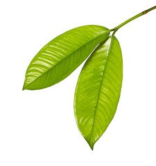 Obraz premium Mangosteen leaves, Tropical evergreen tree, Foliage of mangosteen isolated on white background 