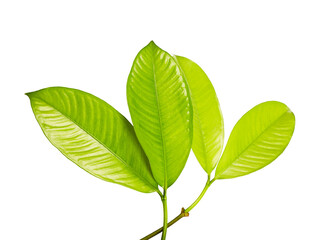 Mangosteen leaves, Tropical evergreen tree, Foliage of mangosteen isolated on white background 