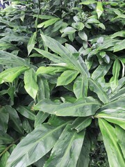 Obraz premium fresh green leaves