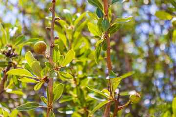 The photograph shows a young pear tree (Pyrus communis) in sunny weather. A few unripe pear fruits hang from thin branches surrounded by bright green oblong leaves. The light gently penetrates the