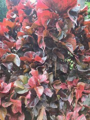 japanese maple leaves