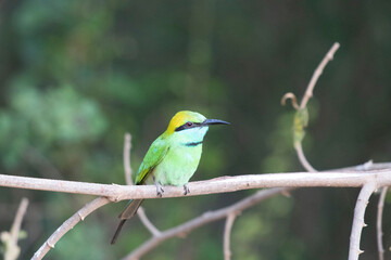 bee eater bird