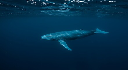 Obraz premium A colossal whale glides silently through the serene depths of the vast blue ocean, a breathtaking underwater spectacle.