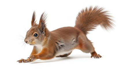 Fototapeta premium squirrel on a white background