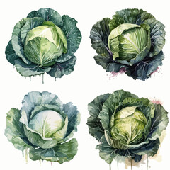 Obraz premium Four detailed watercolor illustrations of cabbages, displaying a variety of shades of green, white, and hints of purple