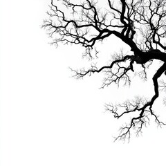 Obraz premium Bare Tree Silhouette Against White