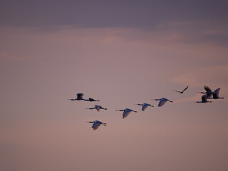 Flock of Eurasian Spoonbills flying in dusk