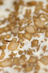 Macro texture of moist tempeh turn stinky and moist in the fridge