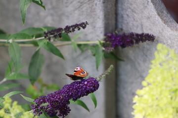 Admirał na lawendzie, motyl  © POV_swiata