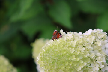 Biała Hortensja a na niej admirał, motyl © POV_swiata