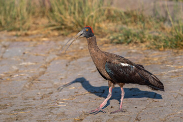 Wild Red naped ibis or Indian black ibis or Pseudibis papillosa bird closeup or portrait with open bill in winter season safari at tal chhapar blackbuck sanctuary rajasthan india asia