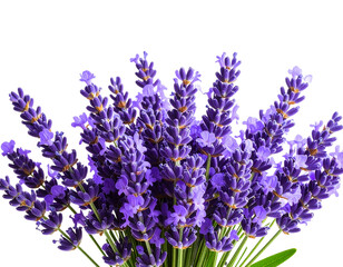 Fototapeta premium Bouquet of lavender and lilac flowers with blue flowers on white background