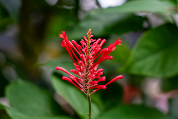 オドントネマ・ストリクツム