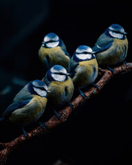 Blue Tits on Branch