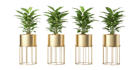 Four tall green plants in elegant gold cylindrical pots on modern wire stands isolated on transparent background