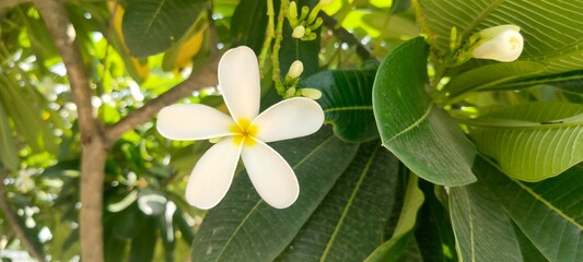 Close up shot of  Frangipani or Plumeria flower.