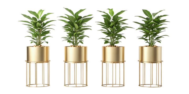 Four tall green plants in elegant gold cylindrical pots on modern wire stands isolated on transparent background
